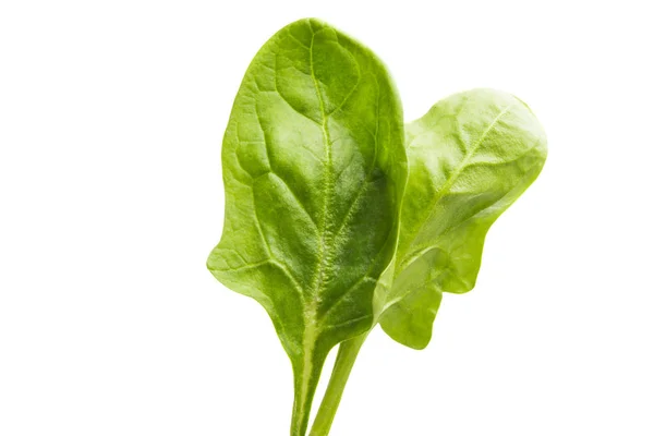 Spinach isolated — Stock Photo, Image