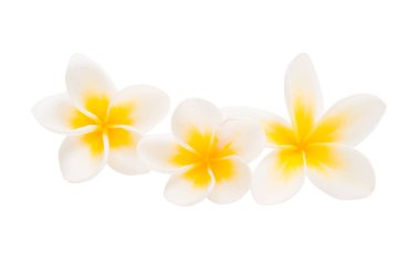 izole frangipani çiçek 