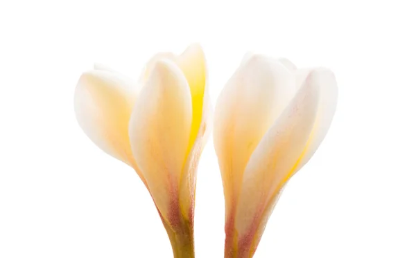 Frangipani flower isolated — Stock Photo, Image