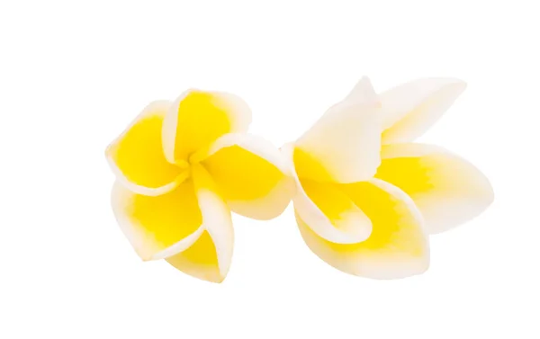 Frangipani flor aislada — Foto de Stock