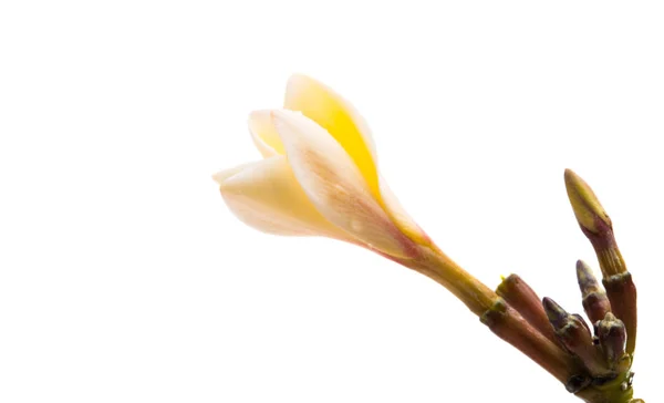 Frangipani-Blüte isoliert — Stockfoto