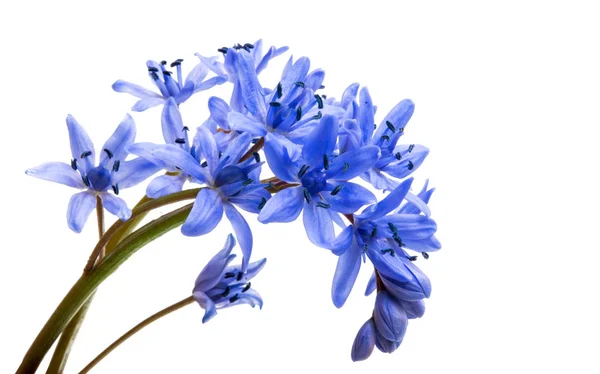 Spring blue flowers isolated — Stock Photo, Image