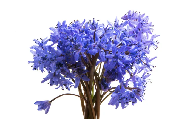 Spring blue flowers isolated — Stock Photo, Image