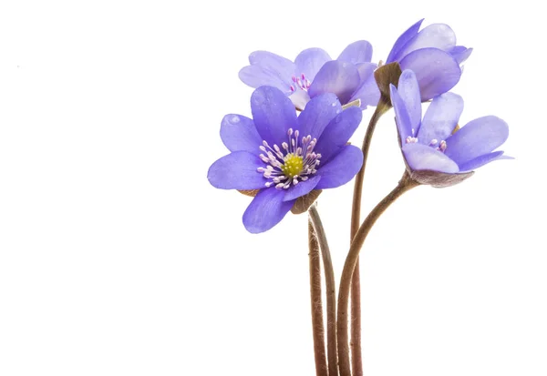 Hepatica nobilis isoliert — Stockfoto