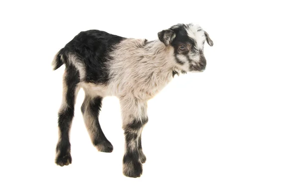 Young goats isolated — Stock Photo, Image