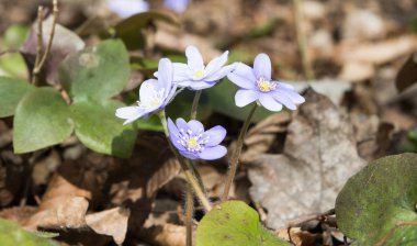 Büyüyen mantarı nobilis 