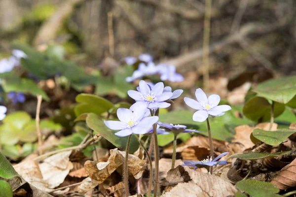 Hepatica nobilis växer — Stockfoto