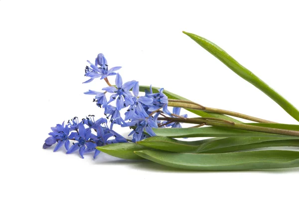 Spring blue flowers isolated — Stock Photo, Image