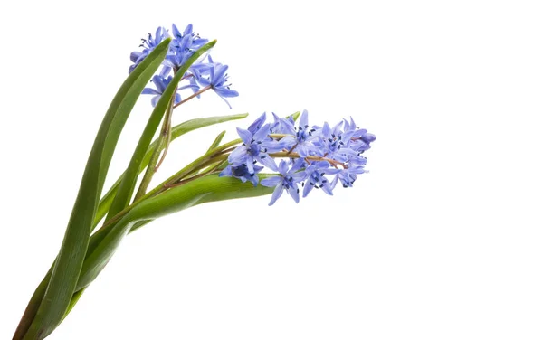 Izole mavi bahar çiçekleri — Stok fotoğraf