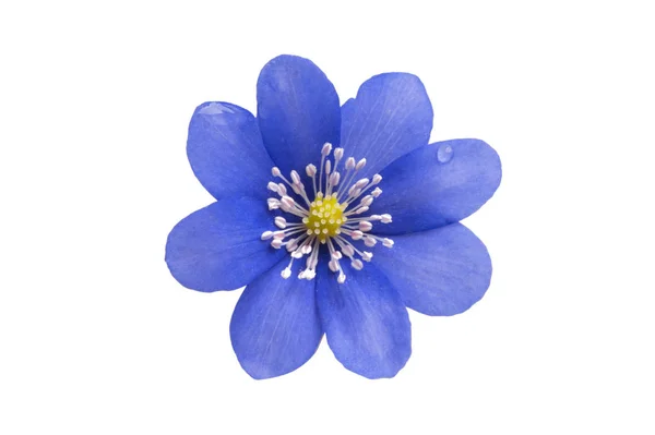 Blaue Blume isoliert — Stockfoto