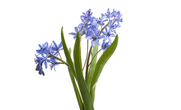 Spring blue flowers isolated — Stock Photo, Image