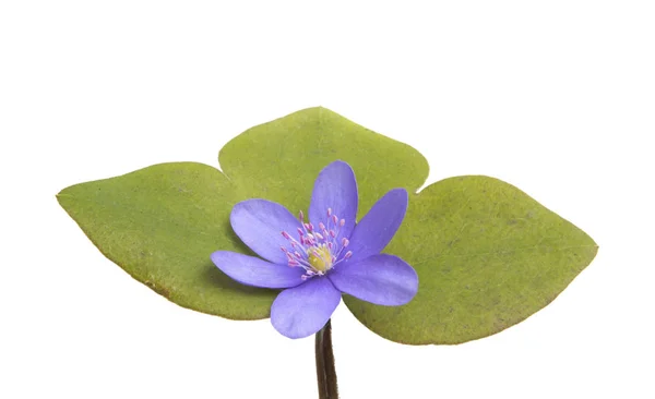 Hepatica nobilis con hojas —  Fotos de Stock
