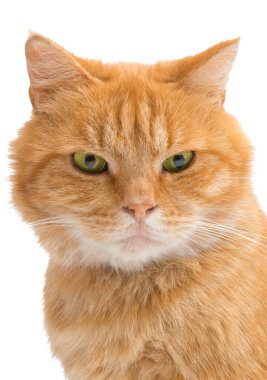 izole kırmızı kedi 