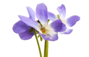 izole orman Menekşe 