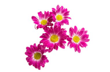 izole kırmızı krizantem 