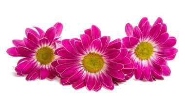 izole kırmızı krizantem 