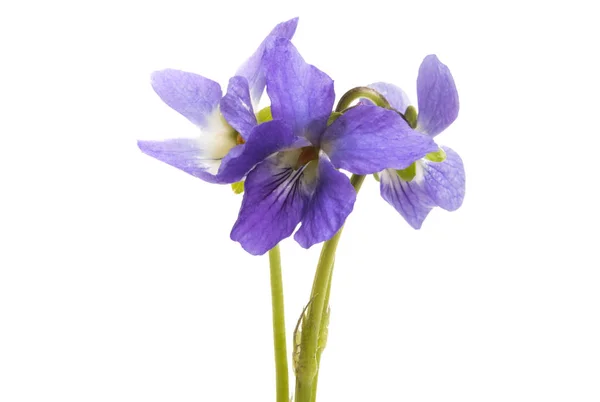 Bos violet geïsoleerd — Stockfoto