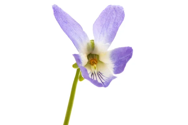 Forest violet isolated — Stock Photo, Image