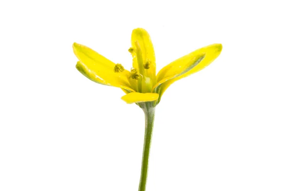 Yellow spring flower isolated — Stock Photo, Image