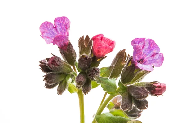 Flor de mel isolada — Fotografia de Stock