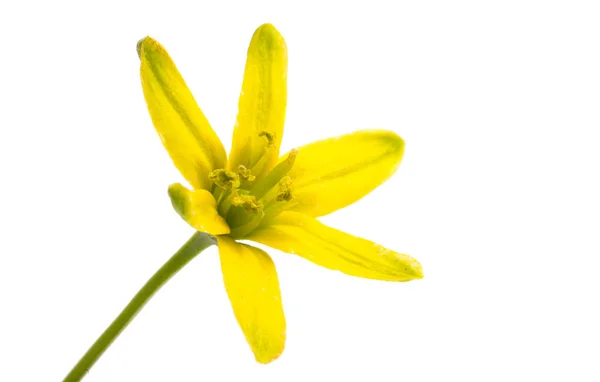 Gul vårblomma isolerade — Stockfoto