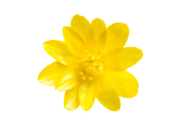 Flor amarilla de primavera aislada — Foto de Stock