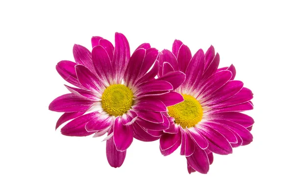 Crimson chrysanthemum isolated — Stock Photo, Image