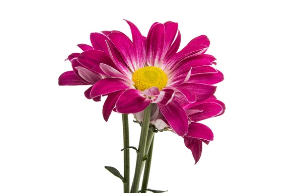 Crimson chrysanthemum isolated — Stock Photo, Image