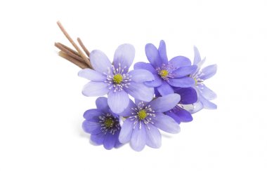 İzole mantarı nobilis 