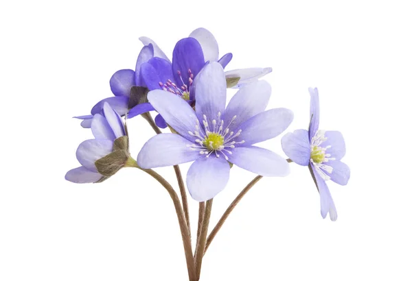 Hepatica noches is isolated — стоковое фото