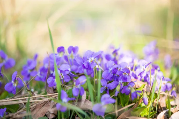Bahar çiçekleri Menekşe — Stok fotoğraf