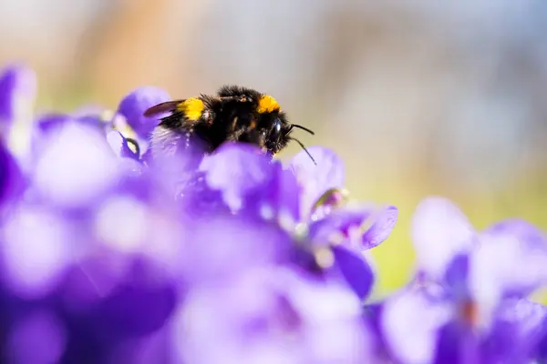 Spring bumblebee on flowers of violets — Stock Photo, Image