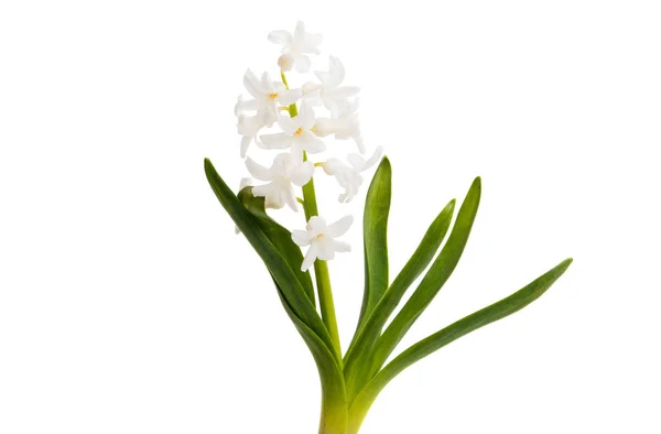 Hyacinth flower isolated — Stock Photo, Image