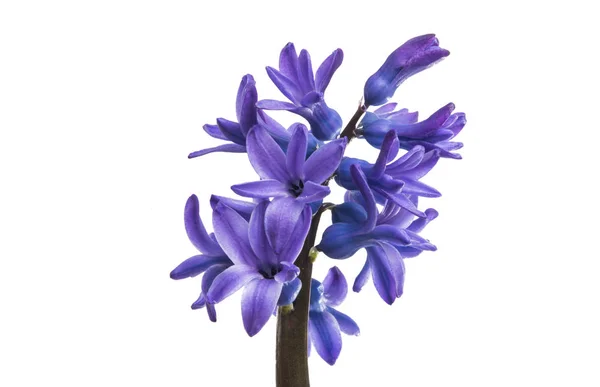 Hyacinth flower isolated — Stock Photo, Image