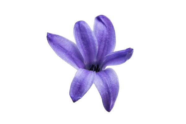 分離されたヒアシンスの花 — ストック写真