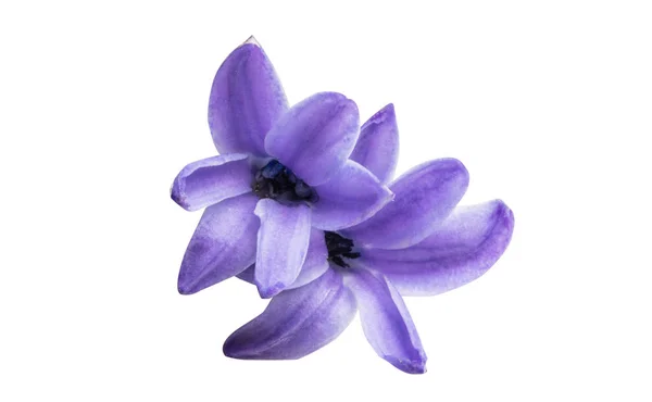 Flor de jacinto aislada —  Fotos de Stock