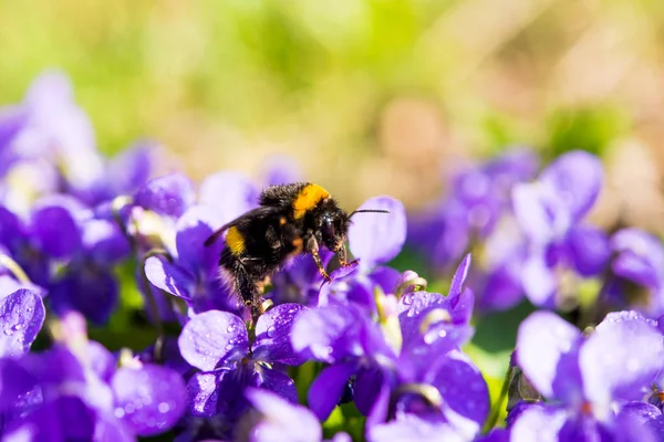 Spring bumblebee on flowers of violets — Stock Photo, Image