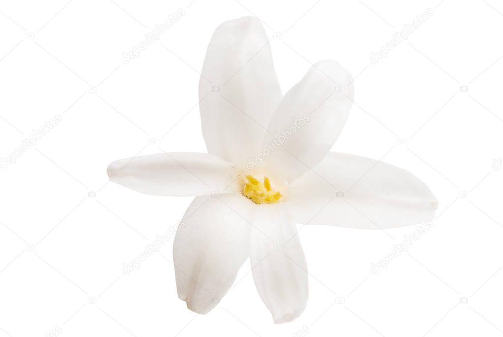 hyacinth flower isolated 