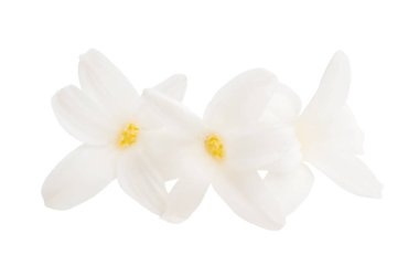 sümbül çiçeği izole 