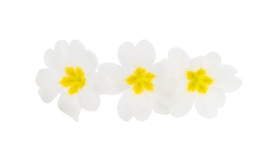 İzole çuha çiçeği çiçek 