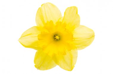 izole nergis çiçek 