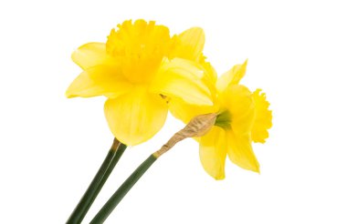 izole nergis çiçek 