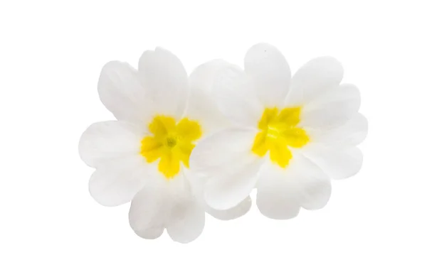 Primrose flowers isolated — Stock Photo, Image