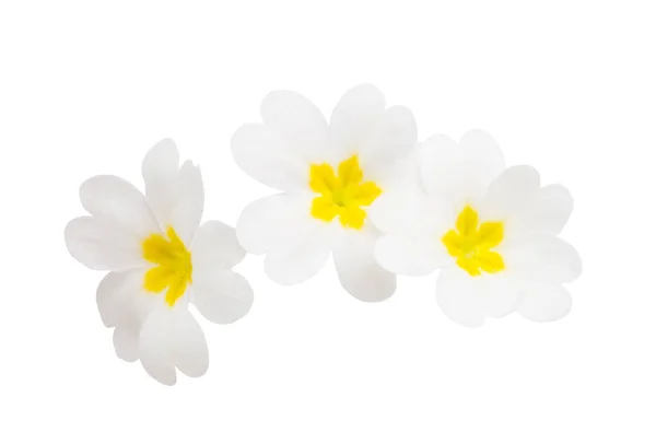 Primrose flowers isolated — Stock Photo, Image