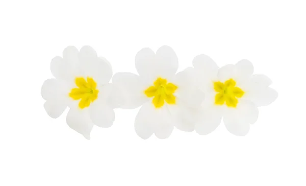 Primrose flowers isolated — Stock Photo, Image