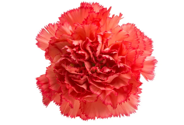 Carnation blomma isolerade — Stockfoto