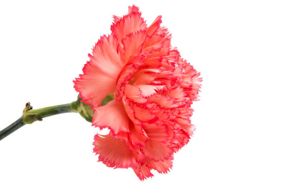 Carnation flower isolated 