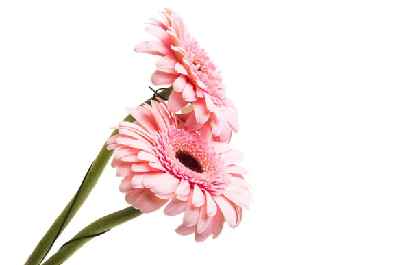 Flower pink gerbera isolated — Stock Photo, Image