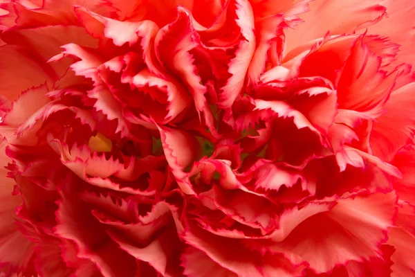 Carnation flower isolated — Stock Photo, Image