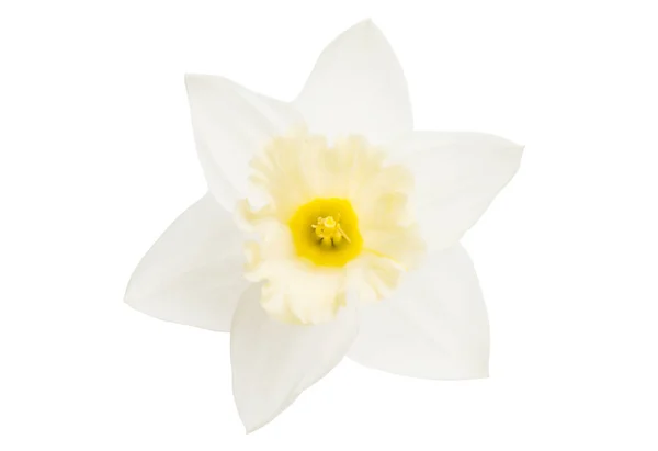 Flor de narciso aislada —  Fotos de Stock